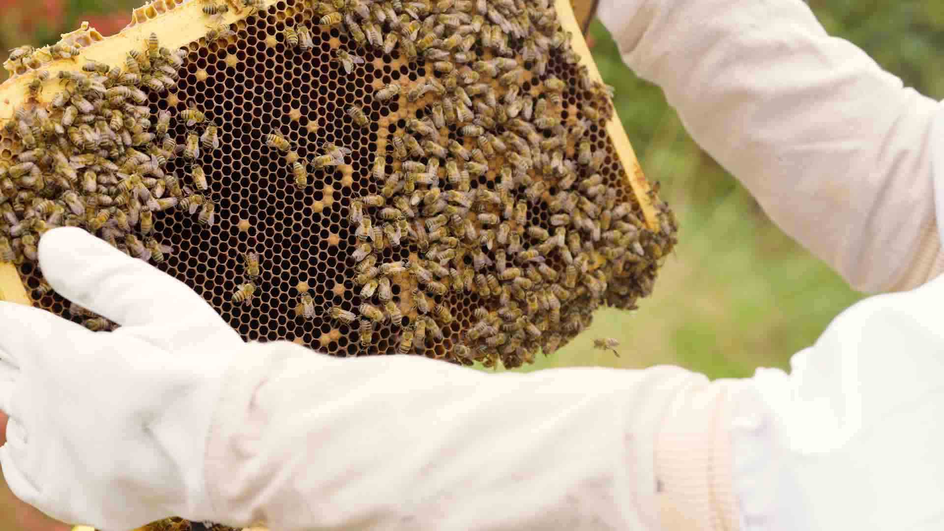 Beehive landing board covered in bees