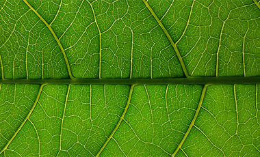 Green SME Fund Green SME Fund