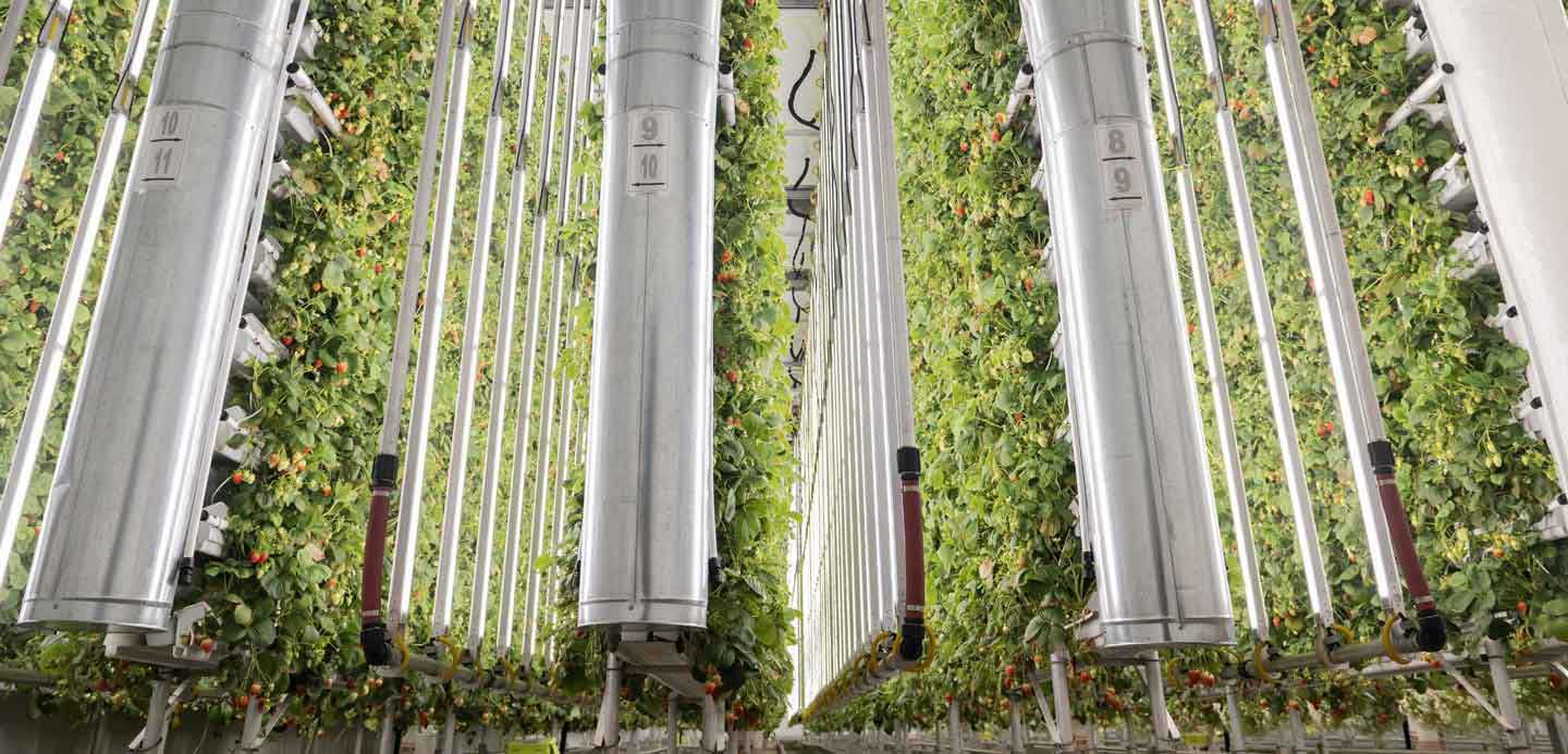 An image showing vertical food production An image showing vertical food production