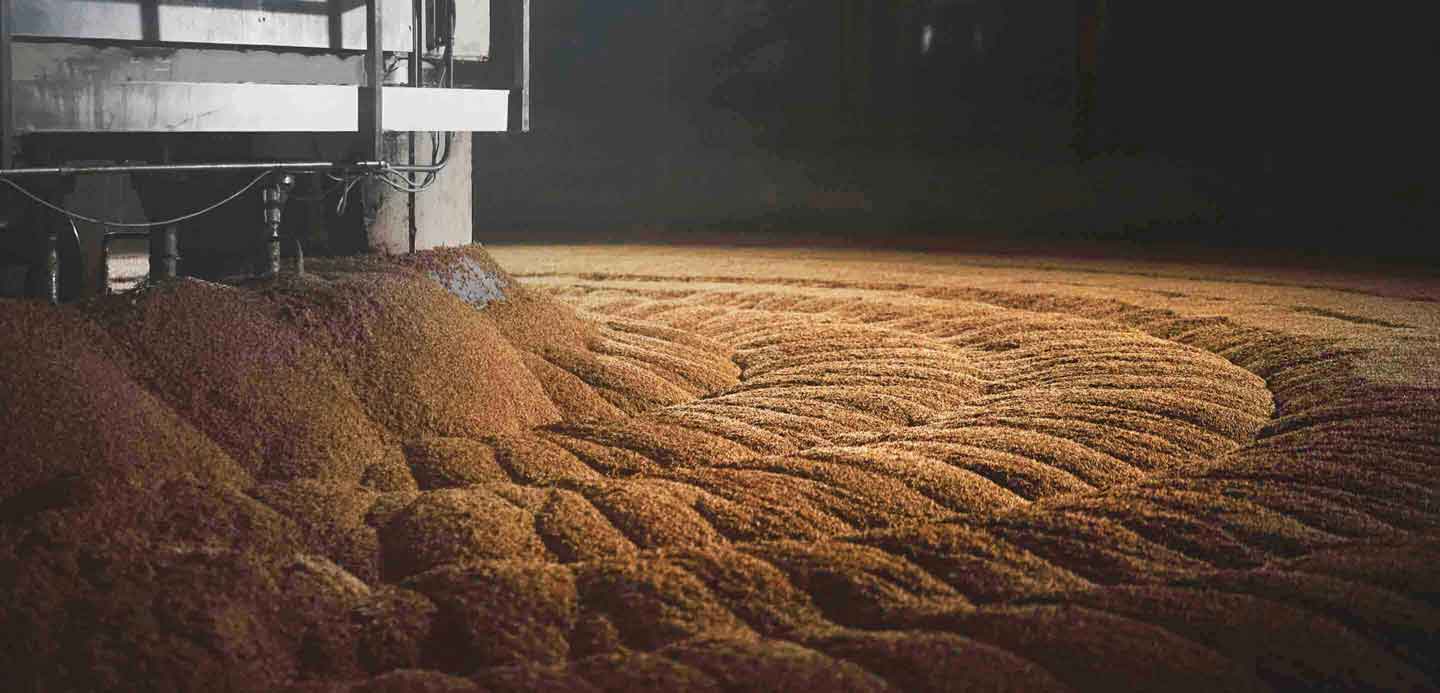 Barley being harvested by a machine Barley being harvested by a machine