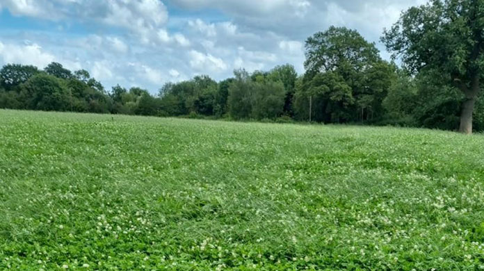 Clover & Direct drilling 