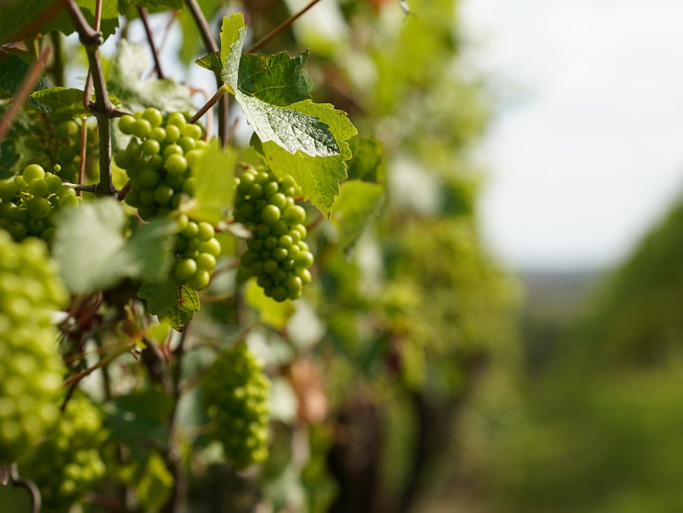 Henners vineyard in Hailsham Henners vineyard in Hailsham