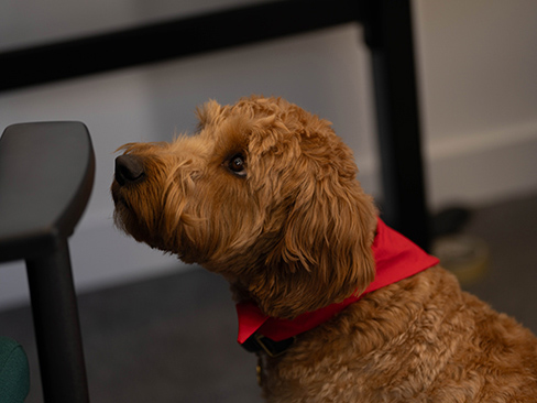 Summer the dog Summer the dog